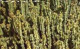 Cactus monstruoso - Cereus peruvianus var. monstruosus. Tabernas
