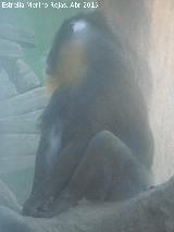 Mandril - Mandrillus sphinx. Zoo de Córdoba
