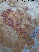 Pinturas rupestres de las Cuevas del Curro Abrigo III. Agrupacin de puntos inferiro del grupo I
