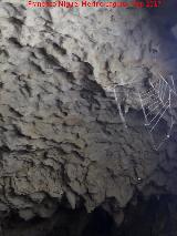 Cueva de los Murcilagos. Telaraa