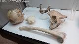 Cueva de los Murcilagos. Huesos humanos del neoltico de la Sala de los Estratos. Museo Histrico de Zuheros