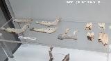 Cueva de los Murcilagos. Huesos de cabras y ovejas. Museo Histrico de Zuheros