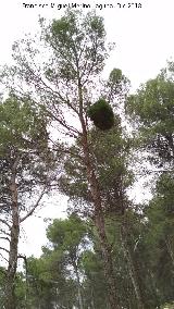 Pino carrasco - Pinus halepensis. Escoba de bruja. Caño Quebrado - Jaén