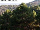 Pino carrasco - Pinus halepensis. Mirador Paso del Aire - La Iruela