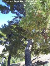 Pino carrasco - Pinus halepensis. Pinar de Cánava - Jimena