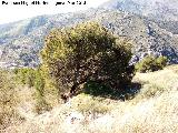Pino carrasco - Pinus halepensis. El Mercadillo - Cambil