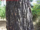 Pino carrasco - Pinus halepensis. Corteza. Peña del Olivar - Siles