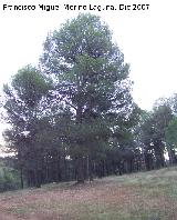 Pino carrasco - Pinus halepensis. Jaén