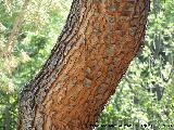 Pino carrasco - Pinus halepensis. Cazorla