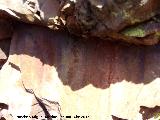 Pinturas rupestres del Abrigo de la Cueva del Santo Grupo VI. Pinturas rupestres