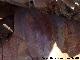 Pinturas rupestres del Abrigo de la Cueva del Santo Grupo VI