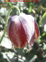 Meleagria - Fritillaria hispanica. Collado de los Jardines - Santa Elena
