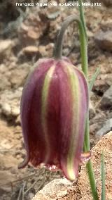 Meleagria - Fritillaria hispanica. La Hueta - Orcera