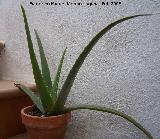 Cactus Aloe vera - Aloe vera. Navas de San Juan