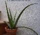 Cactus Aloe vera