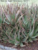 Cactus Aloe vera - Aloe vera. Tabernas