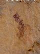 Pinturas rupestres de la Cueva del Engarbo I. Grupo I