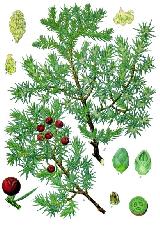 Enebro - Juniperus communis subsp hemisphaerica. 