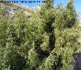 Enebro - Juniperus communis subsp hemisphaerica. Jan