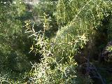 Enebro - Juniperus communis subsp hemisphaerica. Jan