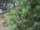 Enebro - Juniperus communis subsp hemisphaerica. Segura