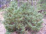 Enebro - Juniperus communis subsp hemisphaerica. Segura