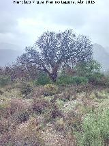 Enebro - Juniperus communis subsp hemisphaerica. Enebro del Parrizoso - Valdepeas de Jan