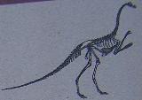 Huellas de Dinosaurio. Esqueleto del animal