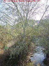 lamo blanco - Populus alba. Arroyo Salado - Martos
