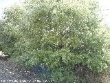 lamo blanco - Populus alba. Como arbusto. Fuente de la Pea - Jan