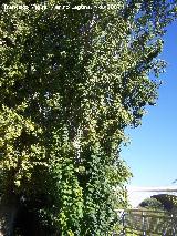 lamo blanco - Populus alba. Crdoba