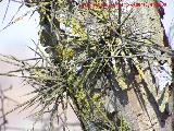 Acacia de tres espinas - Gleditsia triacanthos. Baeza