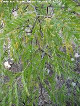 Acacia de tres espinas - Gleditsia triacanthos. Los Villares