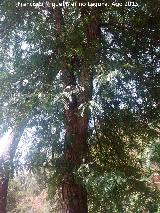 Acacia de tres espinas - Gleditsia triacanthos. Caada de las Hazadillas - Jan