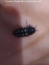 Escarabajo de las Pieles - Attagenus punctatus. Pecho de la Fuente - Jamilena