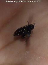 Escarabajo de las Pieles - Attagenus punctatus. Peña de la Fuente - Jamilena