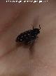 Escarabajo de las Pieles