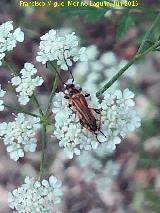 Escarabajo Mauritano - Stenopterus mauritanicus. Río Frío - Los Villares