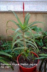 Cactus Aloe candelabro - Aloe arborescens. Navas de San Juan