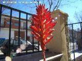 Cactus Aloe candelabro - Aloe arborescens. Navas de San Juan
