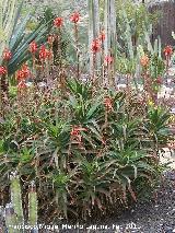 Cactus Aloe candelabro - Aloe arborescens. Tabernas