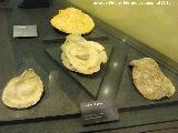 Museo de la Ciudad. Fósiles de ostra