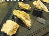 Museo de la Ciudad. Fósiles de ostra gigantes