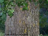 lamo negro - Populus nigra. Segura