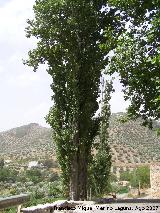 lamo negro - Populus nigra. Valdepeas