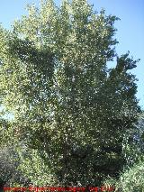 lamo negro - Populus nigra. Puente de la Sierra - Jan