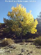 lamo negro - Populus nigra. Rambla del Borbotn y los Cuartos, en direccin al Pino Galapn - Segura de la Sierra