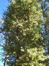 lamo negro - Populus nigra. Crdoba