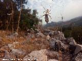 Araña tigre - Argiope lobata pallas. Cañada Real de Los Villares a la Guardia
