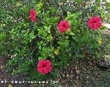 Rosa de China - Hibiscus rosa-sinensis. Benalmdena